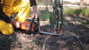 Best Stump Grinding and Removal  in Farmville, VA