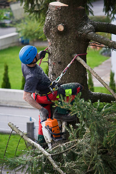 How Our Tree Care Process Works  in Farmville, VA